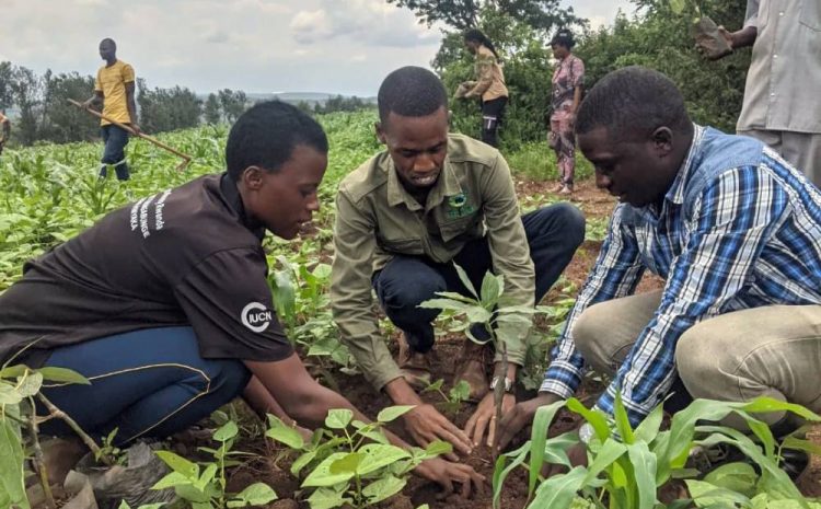  Promoting Climate Smart Agriculture for Food Security and Climate Resilience in Bugesera district