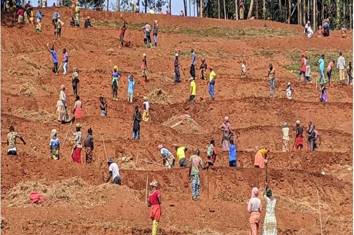  Lake Kivu Belt Sustainable Conservation through Forest Landscape Restoration and Radical Terracing Establishment in Rusizi district